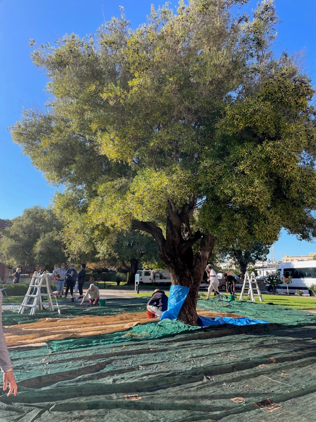 An olive tree