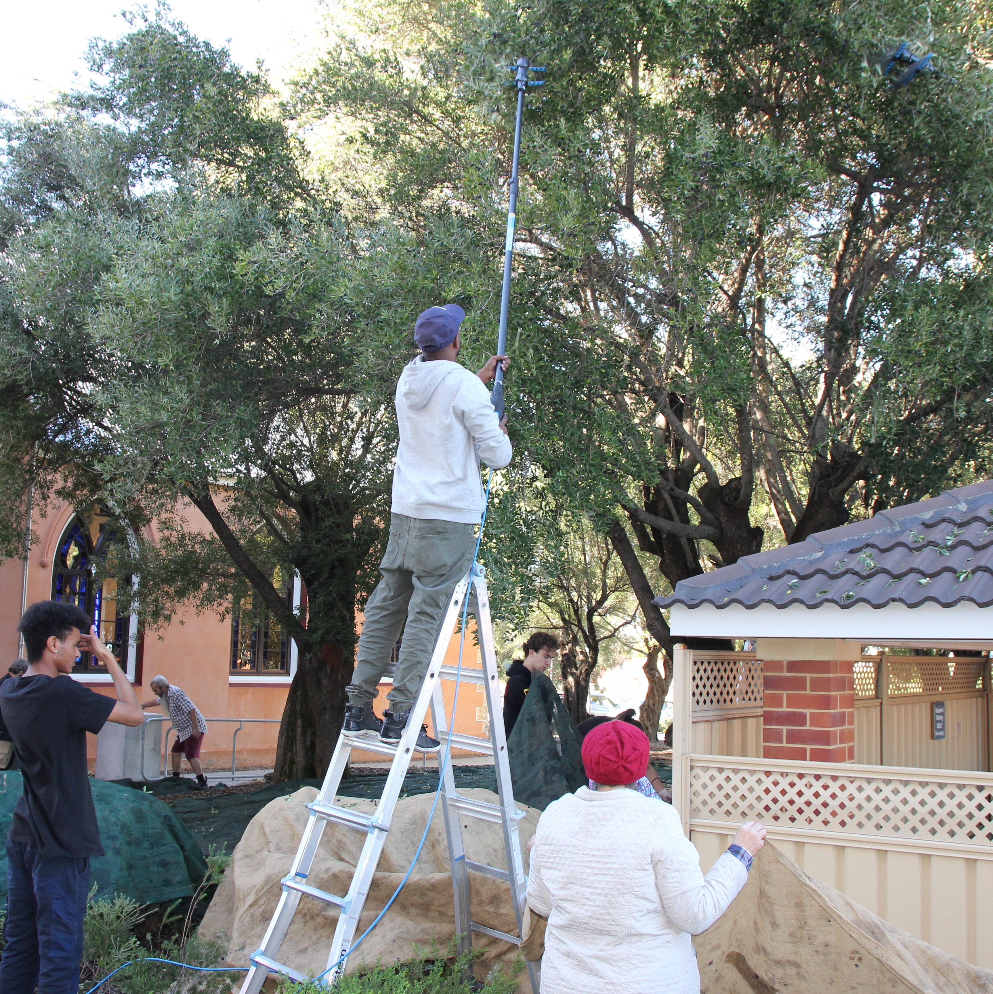 A volunteer using an air rake in an olive tree