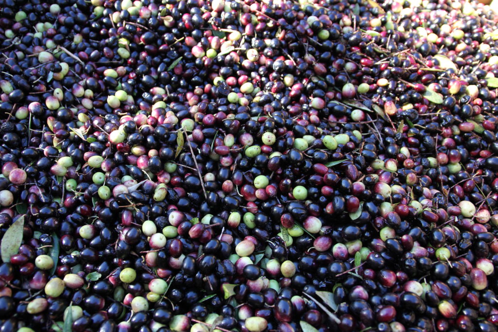 Olives in a pile 